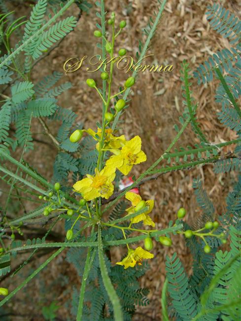  Inflorescence